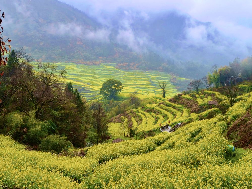 
广州各大医院黄牛代挂号电话票贩子号贩子网上预约挂号,住院检查加快,春日经济新图景｜这份原生态，守住了春天最硬核的美！