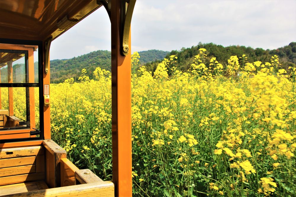 
广州各大医院黄牛代挂号电话票贩子号贩子网上预约挂号,住院检查加快,春日经济新图景｜这份原生态，守住了春天最硬核的美！