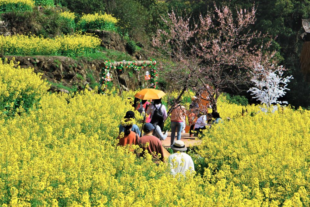 
广州各大医院黄牛代挂号电话票贩子号贩子网上预约挂号,住院检查加快,春日经济新图景｜这份原生态，守住了春天最硬核的美！