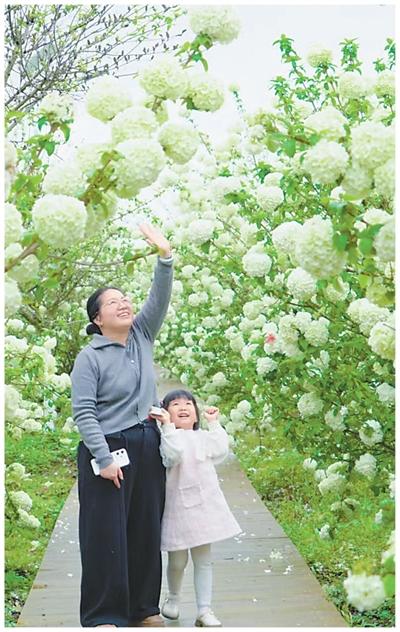 
南京眼科医院黄牛代挂号电话票贩子号贩子网上预约挂号,住院检查加快,江西上饶新塘村种植花卉改良土壤