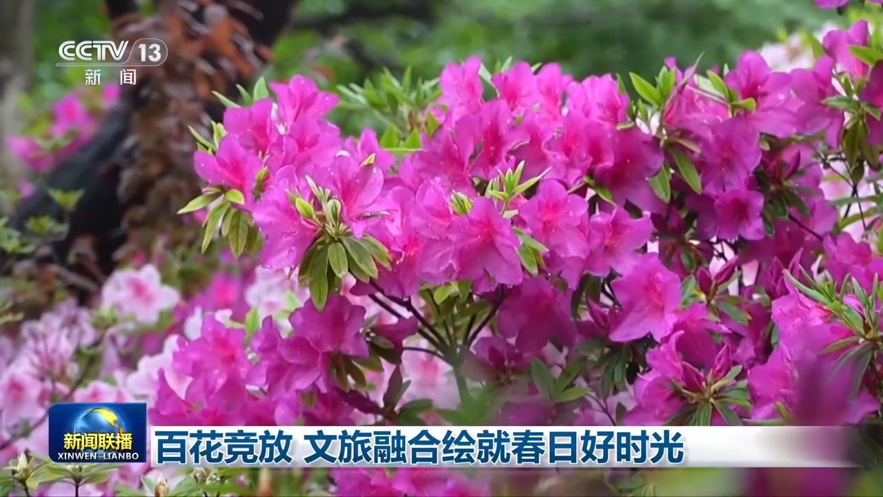 
北京广安门中医院黄牛代挂号电话票贩子号贩子网上预约挂号,住院检查加快,视频丨百花竞放 文旅融合绘就春日好时光