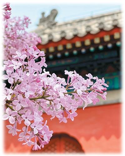 
上海儿童医院黄牛代挂号电话票贩子号贩子网上预约挂号,住院检查加快,丁香乡愁 诗会侨心（侨界关注）