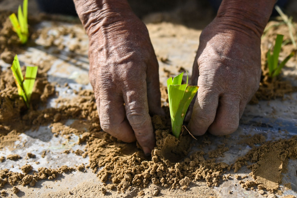 
广州医科大学附属第二医院黄牛代挂号电话票贩子号贩子网上预约挂号,住院检查加快,新疆：“乔、灌、药”立体织密绿色屏障 沙产业助力绿富同兴