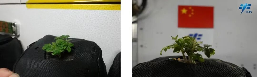 
博爱医院黄牛代挂号电话票贩子号贩子网上预约挂号,住院检查加快,生菜、水稻、番茄、小葱……10年间 “天宫菜园”品种丰富收获不断