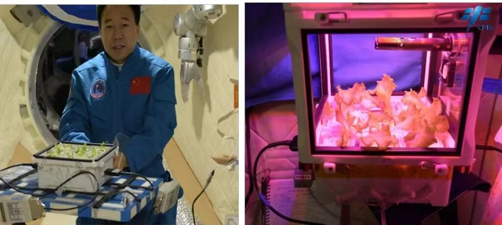 
博爱医院黄牛代挂号电话票贩子号贩子网上预约挂号,住院检查加快,生菜、水稻、番茄、小葱……10年间 “天宫菜园”品种丰富收获不断