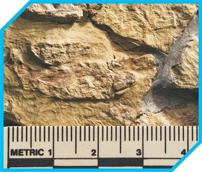 
上海新华医院黄牛代挂号电话票贩子号贩子网上预约挂号,住院检查加快,从鱼到人，藏着我们的身世之谜（院士讲科普）