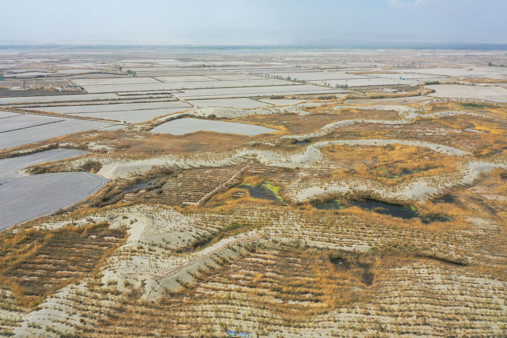 
广州医科大学附属第二医院黄牛代挂号电话票贩子号贩子网上预约挂号,住院检查加快,新疆：“乔、灌、药”立体织密绿色屏障 沙产业助力绿富同兴