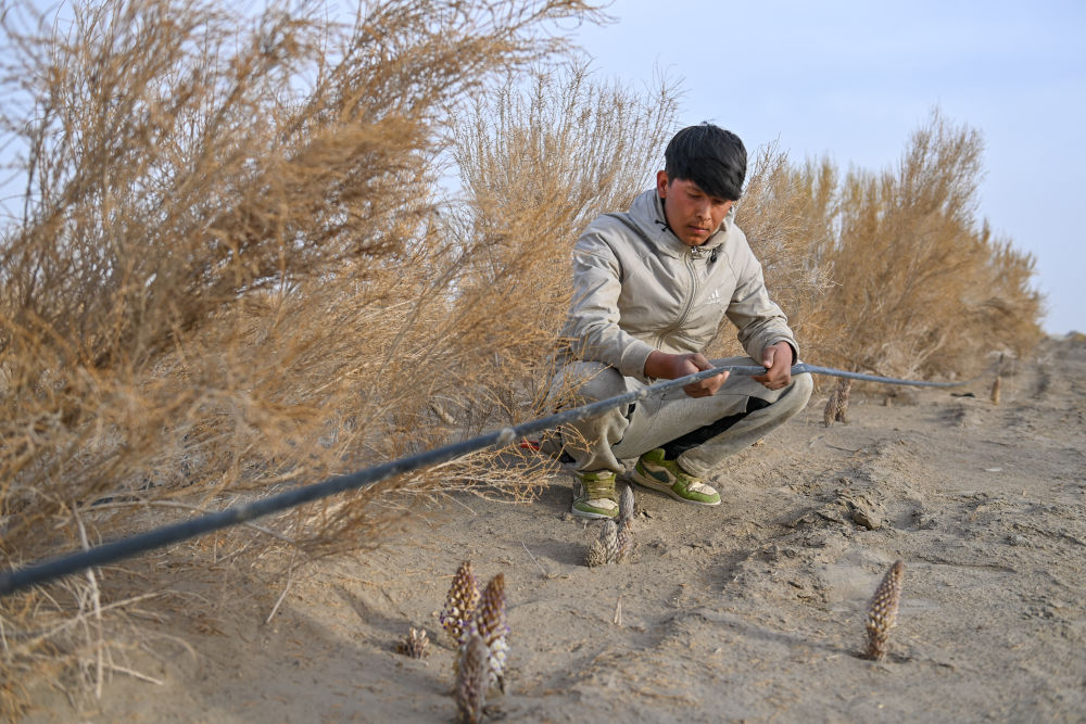 
广州医科大学附属第二医院黄牛代挂号电话票贩子号贩子网上预约挂号,住院检查加快,新疆：“乔、灌、药”立体织密绿色屏障 沙产业助力绿富同兴