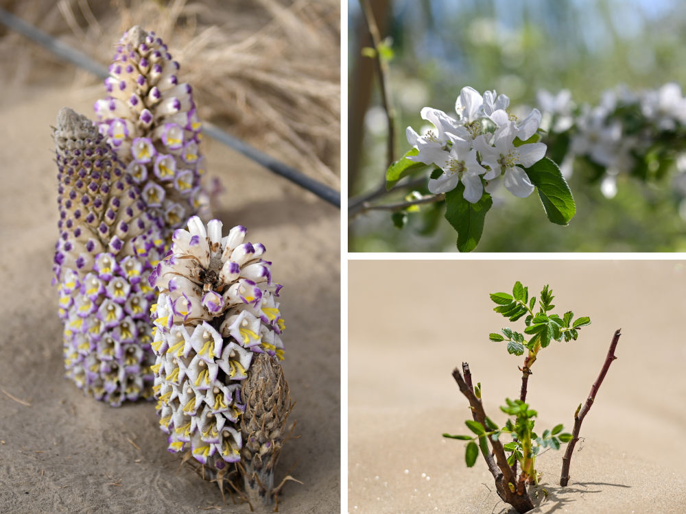 
广州医科大学附属第二医院黄牛代挂号电话票贩子号贩子网上预约挂号,住院检查加快,新疆：“乔、灌、药”立体织密绿色屏障 沙产业助力绿富同兴