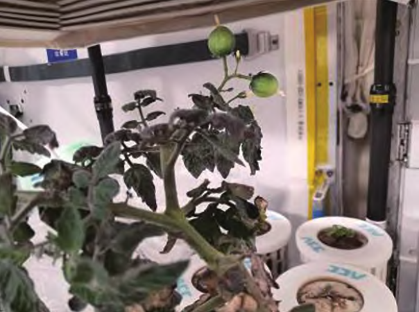 
博爱医院黄牛代挂号电话票贩子号贩子网上预约挂号,住院检查加快,生菜、水稻、番茄、小葱……10年间 “天宫菜园”品种丰富收获不断