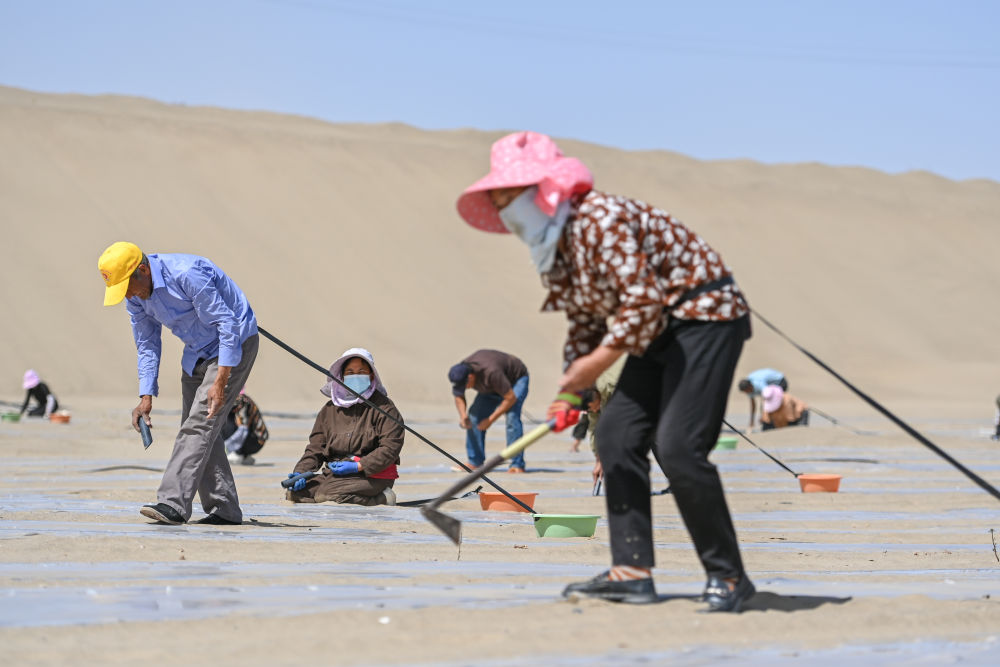 
广州医科大学附属第二医院黄牛代挂号电话票贩子号贩子网上预约挂号,住院检查加快,新疆：“乔、灌、药”立体织密绿色屏障 沙产业助力绿富同兴