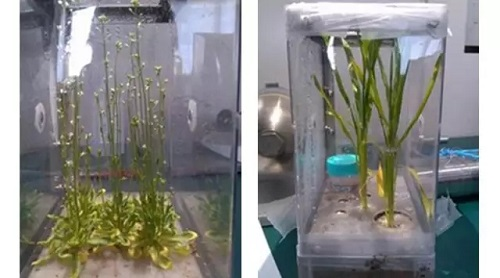 
博爱医院黄牛代挂号电话票贩子号贩子网上预约挂号,住院检查加快,生菜、水稻、番茄、小葱……10年间 “天宫菜园”品种丰富收获不断