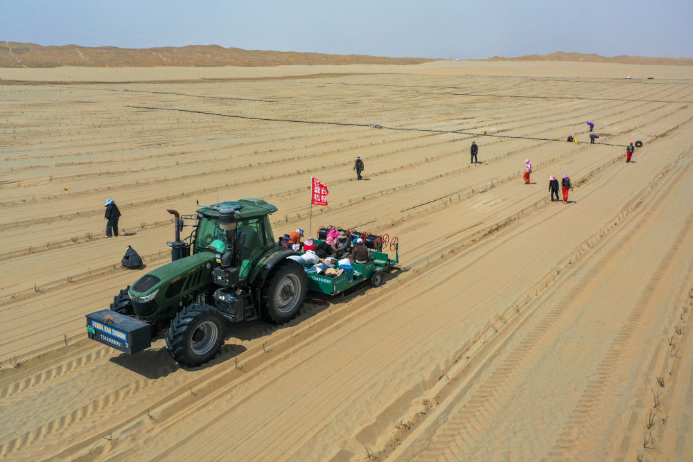 
广州医科大学附属第二医院黄牛代挂号电话票贩子号贩子网上预约挂号,住院检查加快,新疆：“乔、灌、药”立体织密绿色屏障 沙产业助力绿富同兴
