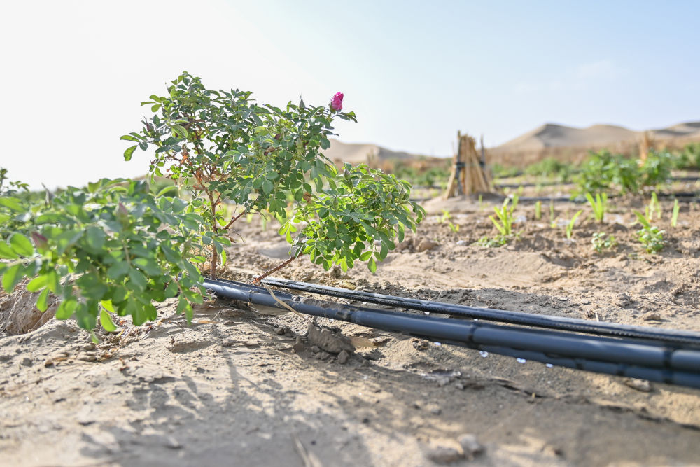 
广州医科大学附属第二医院黄牛代挂号电话票贩子号贩子网上预约挂号,住院检查加快,新疆：“乔、灌、药”立体织密绿色屏障 沙产业助力绿富同兴