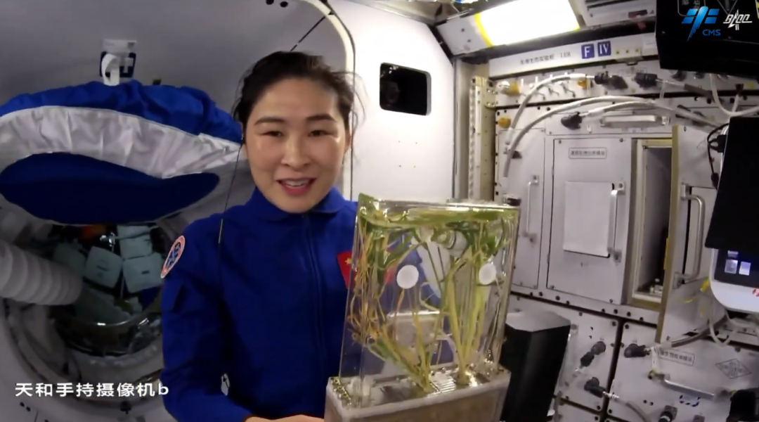 
博爱医院黄牛代挂号电话票贩子号贩子网上预约挂号,住院检查加快,生菜、水稻、番茄、小葱……10年间 “天宫菜园”品种丰富收获不断