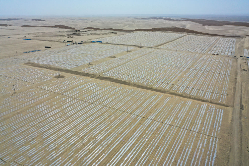 
广州医科大学附属第二医院黄牛代挂号电话票贩子号贩子网上预约挂号,住院检查加快,新疆：“乔、灌、药”立体织密绿色屏障 沙产业助力绿富同兴
