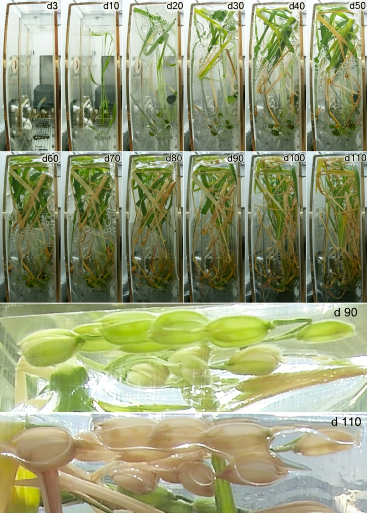 
博爱医院黄牛代挂号电话票贩子号贩子网上预约挂号,住院检查加快,生菜、水稻、番茄、小葱……10年间 “天宫菜园”品种丰富收获不断