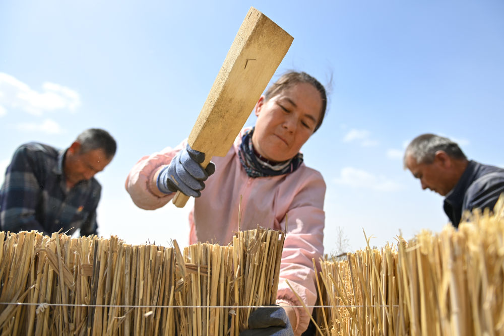 
广州医科大学附属第二医院黄牛代挂号电话票贩子号贩子网上预约挂号,住院检查加快,新疆：“乔、灌、药”立体织密绿色屏障 沙产业助力绿富同兴