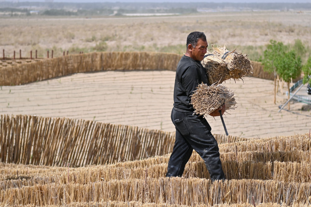 
广州医科大学附属第二医院黄牛代挂号电话票贩子号贩子网上预约挂号,住院检查加快,新疆：“乔、灌、药”立体织密绿色屏障 沙产业助力绿富同兴