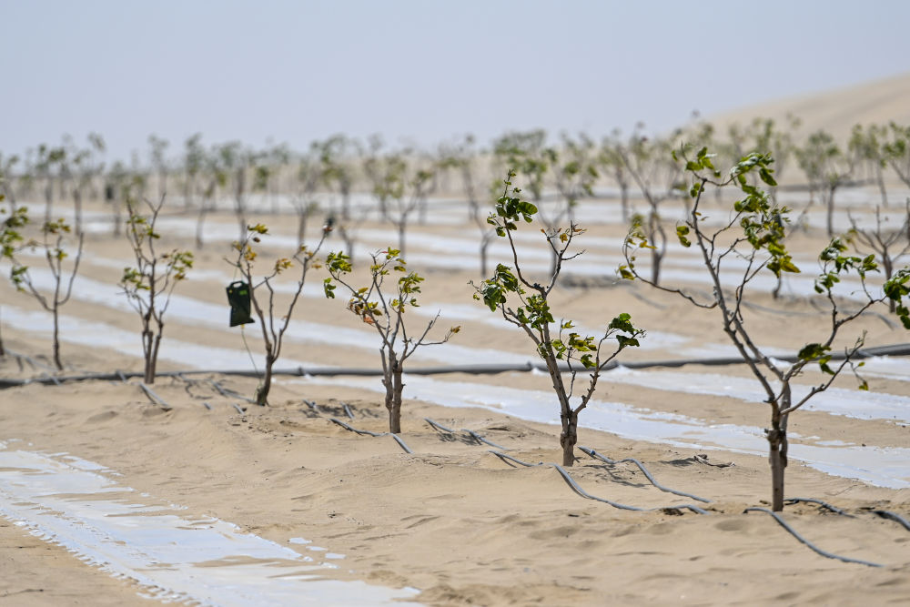 
广州医科大学附属第二医院黄牛代挂号电话票贩子号贩子网上预约挂号,住院检查加快,新疆：“乔、灌、药”立体织密绿色屏障 沙产业助力绿富同兴