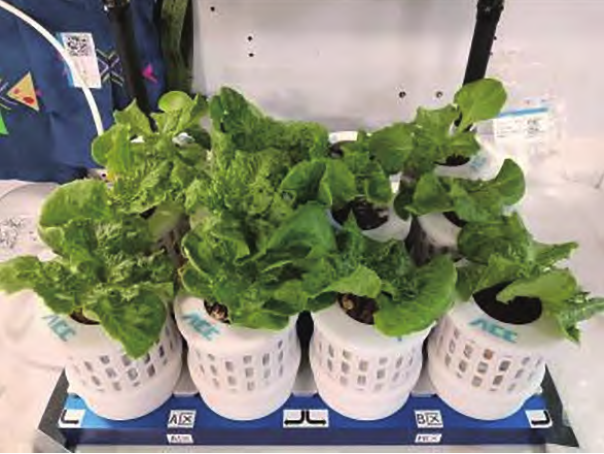 
博爱医院黄牛代挂号电话票贩子号贩子网上预约挂号,住院检查加快,生菜、水稻、番茄、小葱……10年间 “天宫菜园”品种丰富收获不断