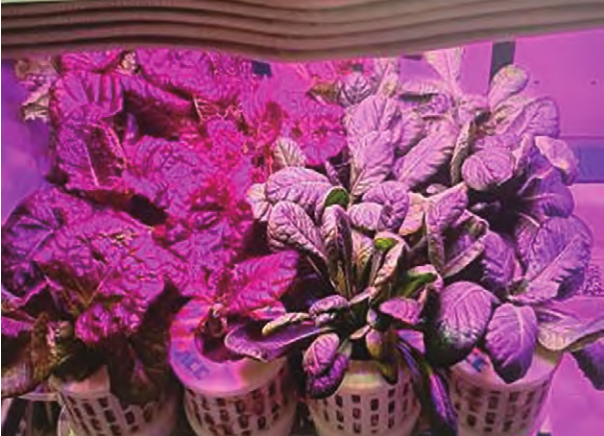 
博爱医院黄牛代挂号电话票贩子号贩子网上预约挂号,住院检查加快,生菜、水稻、番茄、小葱……10年间 “天宫菜园”品种丰富收获不断