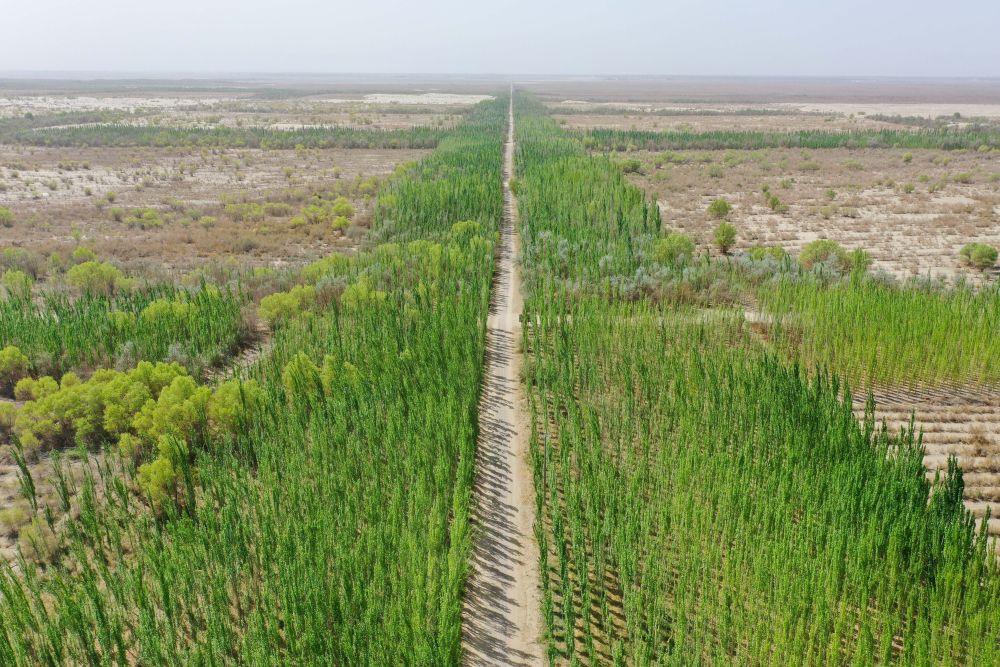 
广州医科大学附属第二医院黄牛代挂号电话票贩子号贩子网上预约挂号,住院检查加快,新疆：“乔、灌、药”立体织密绿色屏障 沙产业助力绿富同兴