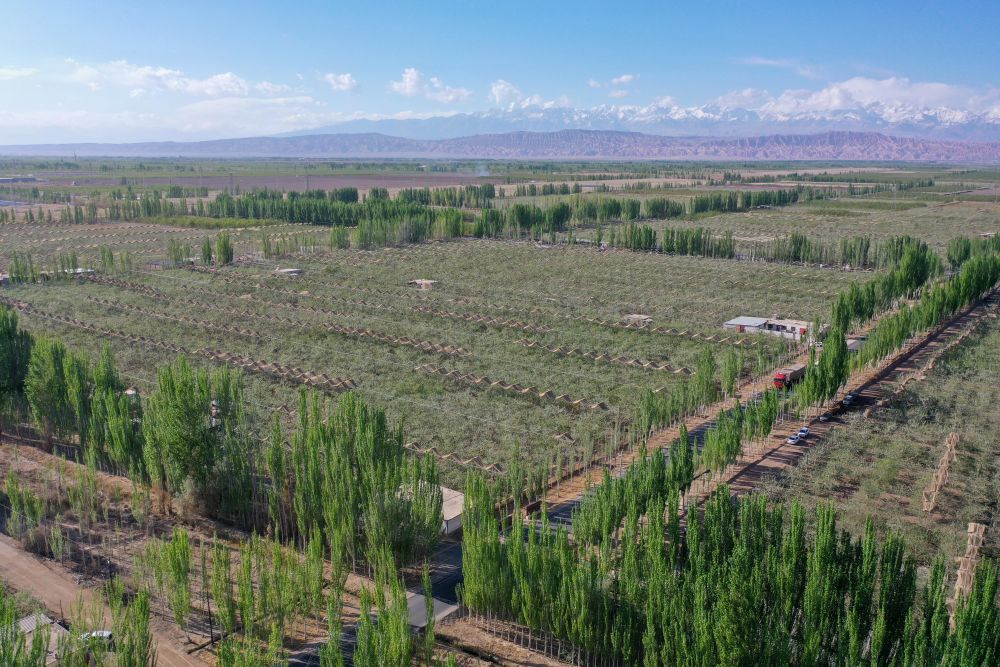 
广州医科大学附属第二医院黄牛代挂号电话票贩子号贩子网上预约挂号,住院检查加快,新疆：“乔、灌、药”立体织密绿色屏障 沙产业助力绿富同兴