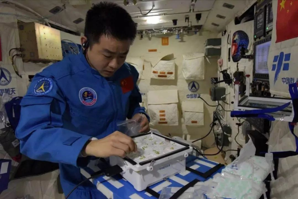 
博爱医院黄牛代挂号电话票贩子号贩子网上预约挂号,住院检查加快,生菜、水稻、番茄、小葱……10年间 “天宫菜园”品种丰富收获不断