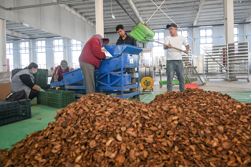 
广州医科大学附属第二医院黄牛代挂号电话票贩子号贩子网上预约挂号,住院检查加快,新疆：“乔、灌、药”立体织密绿色屏障 沙产业助力绿富同兴