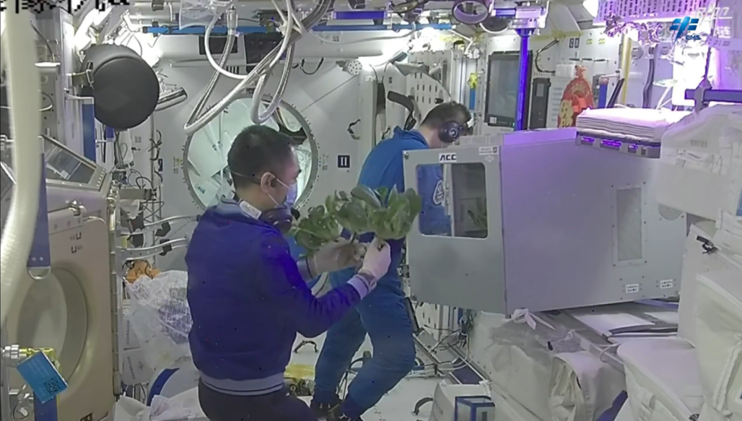 
博爱医院黄牛代挂号电话票贩子号贩子网上预约挂号,住院检查加快,生菜、水稻、番茄、小葱……10年间 “天宫菜园”品种丰富收获不断