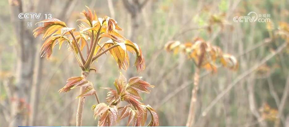 
江苏省人民医院黄牛代挂号电话票贩子号贩子网上预约挂号,住院检查加快,时令“漂亮饭”将生活仪式感拉满 这份春日鲜花入馔指南请收好
