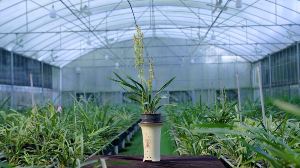 
天津肿瘤医院黄牛代挂号电话票贩子号贩子网上预约挂号,住院检查加快,新华视点｜科技赋能 特色产业助力乡村振兴