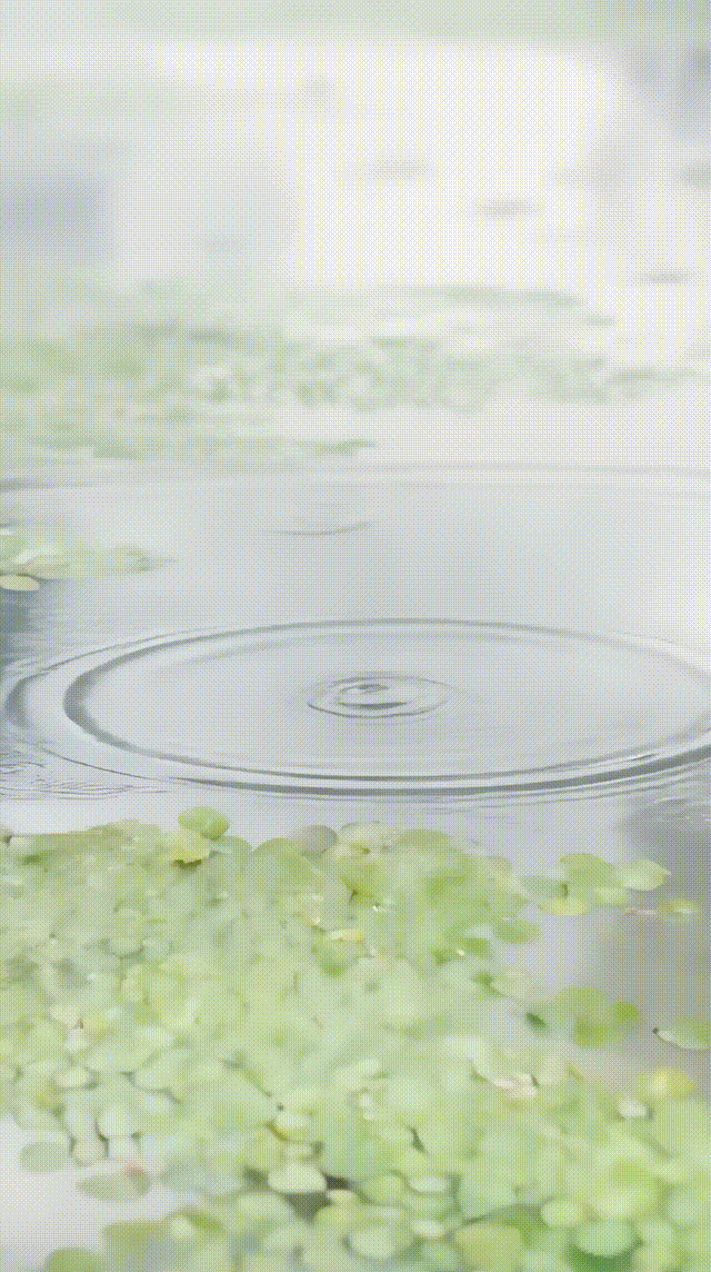 
北京大学肿瘤医院黄牛代挂号电话票贩子号贩子网上预约挂号,住院检查加快,文化中国行·人间好时节丨谷雨：雨润百谷生 牡丹香满园