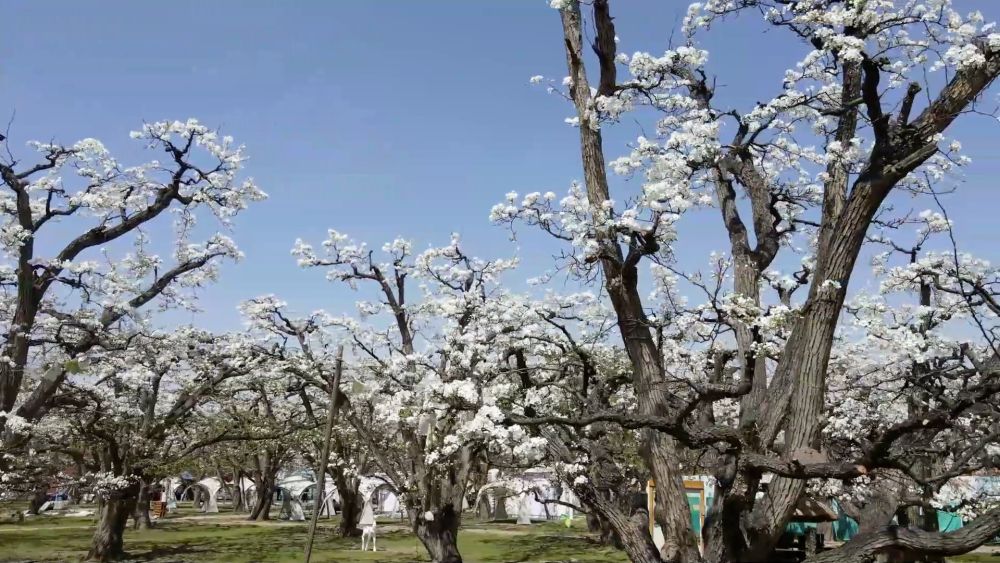 
天津肿瘤医院黄牛代挂号电话票贩子号贩子网上预约挂号,住院检查加快,新华视点｜科技赋能 特色产业助力乡村振兴