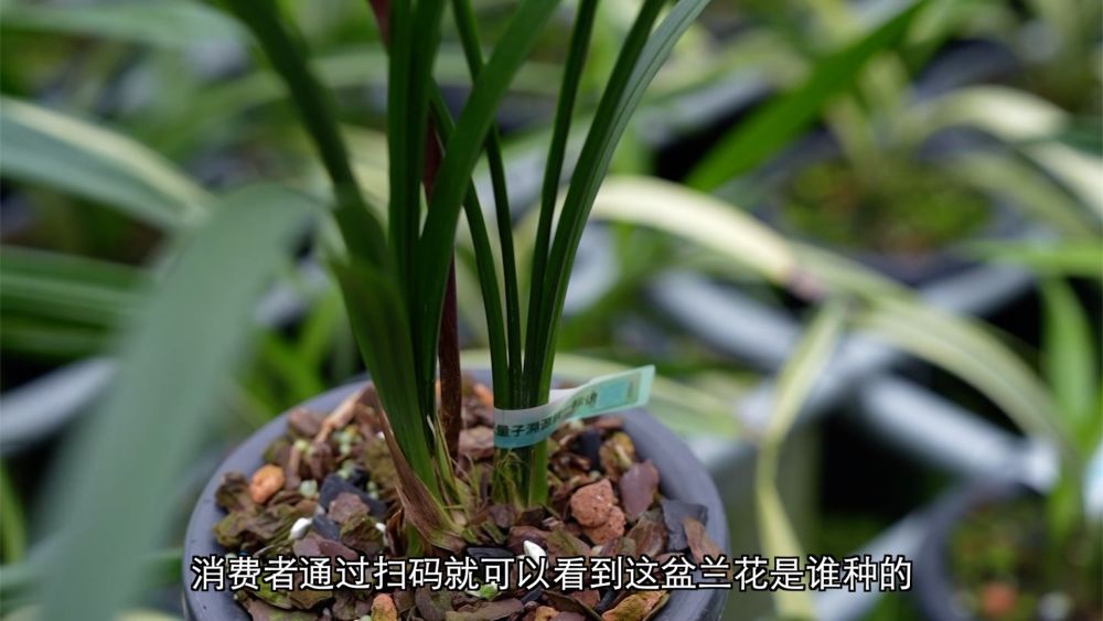 
天津肿瘤医院黄牛代挂号电话票贩子号贩子网上预约挂号,住院检查加快,新华视点｜科技赋能 特色产业助力乡村振兴