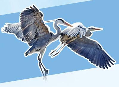 
杭州市一医院黄牛代挂号电话票贩子号贩子网上预约挂号,住院检查加快,当531种鸟类飞过