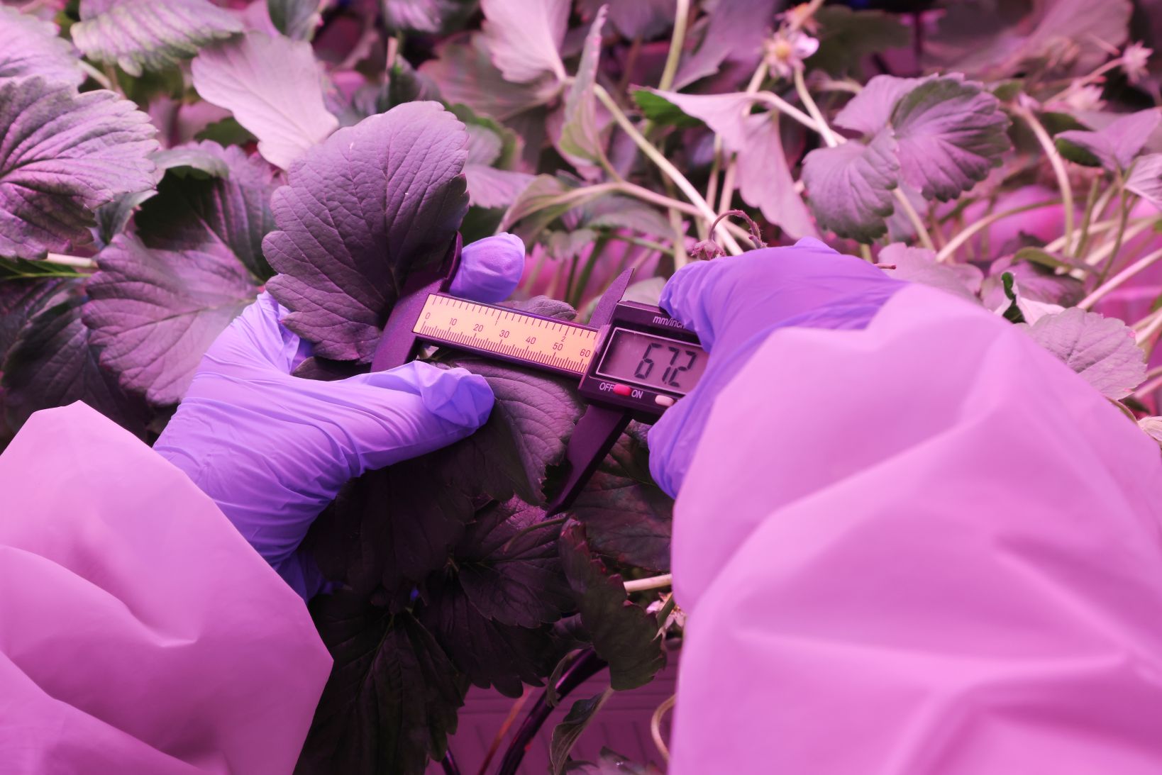 
上海第九人民医院黄牛代挂号电话票贩子号贩子网上预约挂号,住院检查加快,第五届“多多农研”决赛打响：草莓住进“工厂”，农人和算法对话