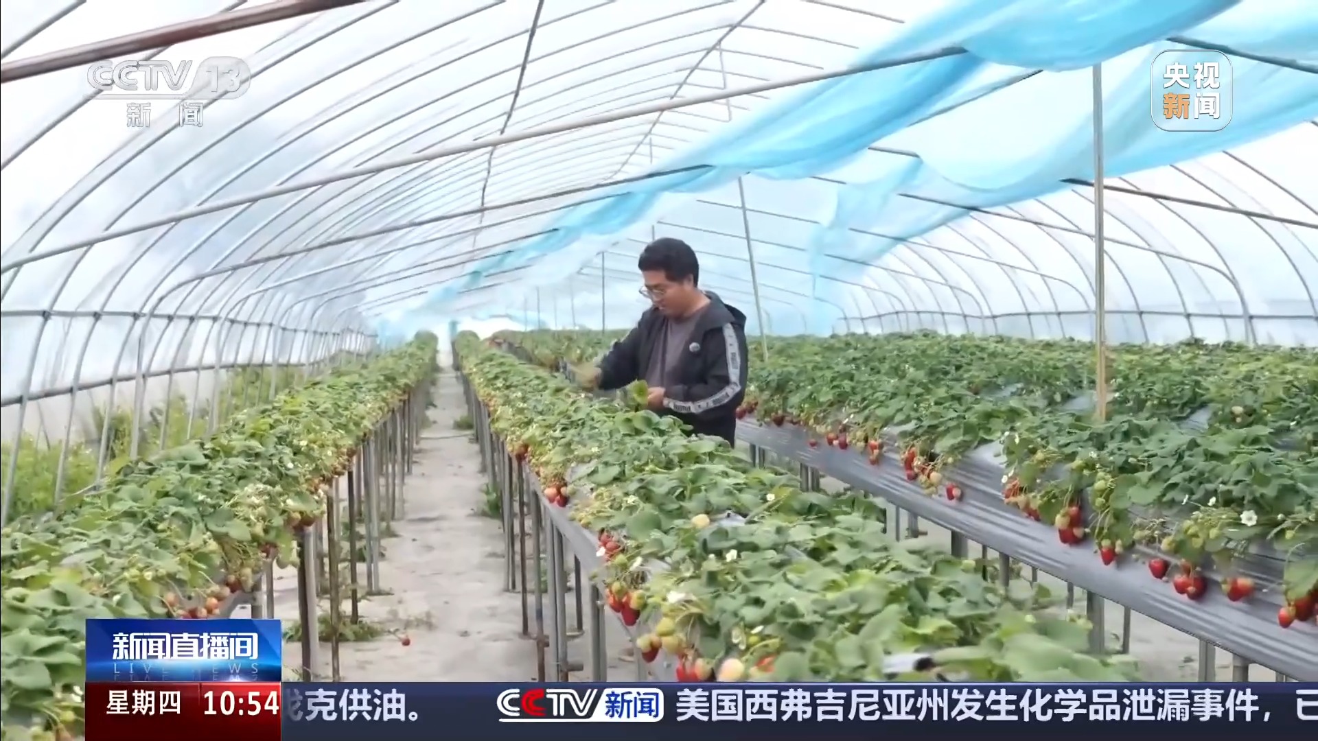 
北京人民医院黄牛代挂号电话票贩子号贩子网上预约挂号,住院检查加快,智能园艺赋能家庭种植 阳台种菜催生现代农业新赛道