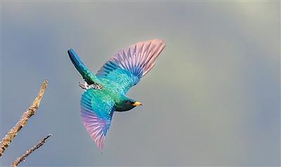 
杭州市儿童医院黄牛代挂号电话票贩子号贩子网上预约挂号,住院检查加快,那坡鸟鸣