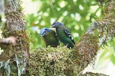 
杭州市儿童医院黄牛代挂号电话票贩子号贩子网上预约挂号,住院检查加快,那坡鸟鸣