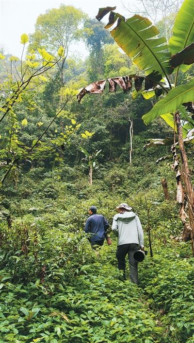 
杭州市儿童医院黄牛代挂号电话票贩子号贩子网上预约挂号,住院检查加快,那坡鸟鸣