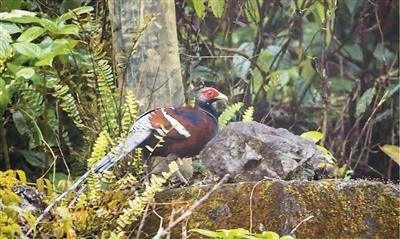 
杭州市儿童医院黄牛代挂号电话票贩子号贩子网上预约挂号,住院检查加快,那坡鸟鸣