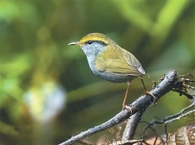 
杭州市儿童医院黄牛代挂号电话票贩子号贩子网上预约挂号,住院检查加快,那坡鸟鸣