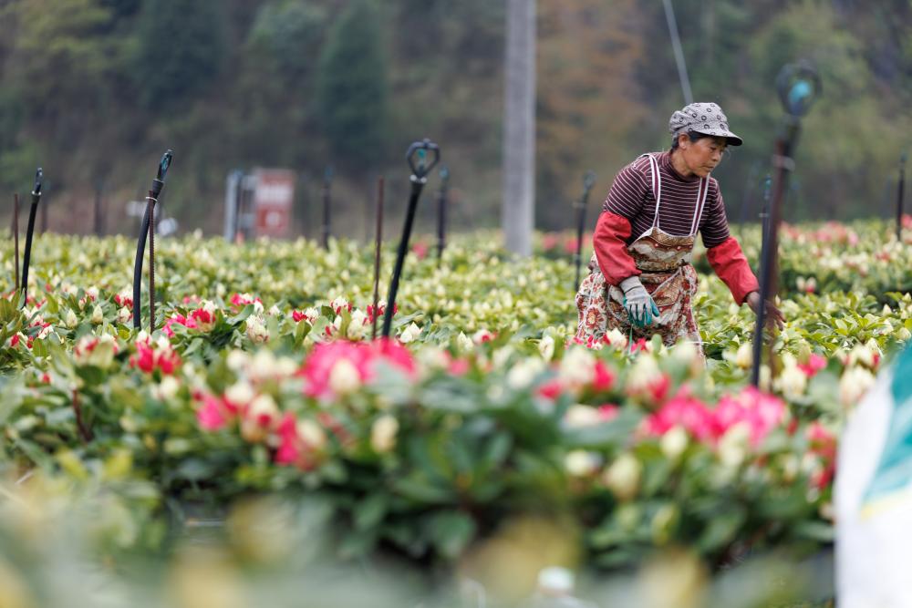 
杭州市三医院黄牛代挂号电话票贩子号贩子网上预约挂号,住院检查加快,首席记者谈首季经济｜高原观“海”探寻生态经济密码