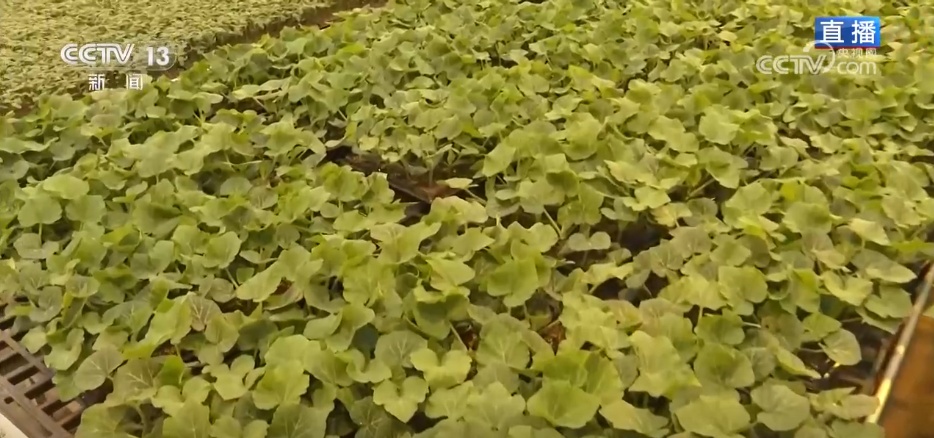 
北京北大口腔医院黄牛代挂号电话票贩子号贩子网上预约挂号,住院检查加快,手机变成“新农具” “一键触达” 看春耕春灌里的“科技范儿”