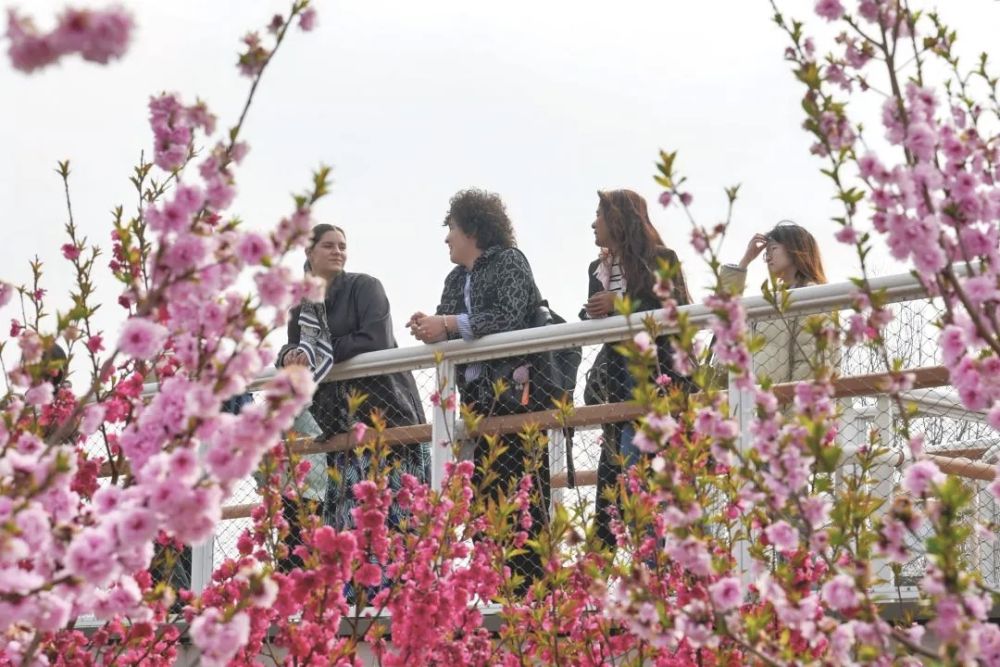 
西安各大医院黄牛代挂号电话票贩子号贩子网上预约挂号,住院检查加快,春日经济新图景｜从“赏桃林”到“觅桃源”，林下经济“种”出田园新花样