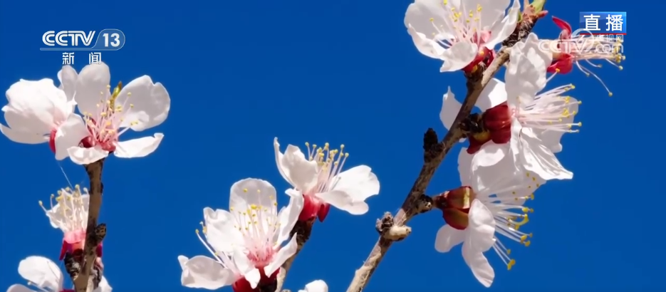 
北医六院黄牛代挂号电话票贩子号贩子网上预约挂号,住院检查加快,从“看花” 到“赏花+” 春日经济以“小而美”文旅业态撬动乡村大发展