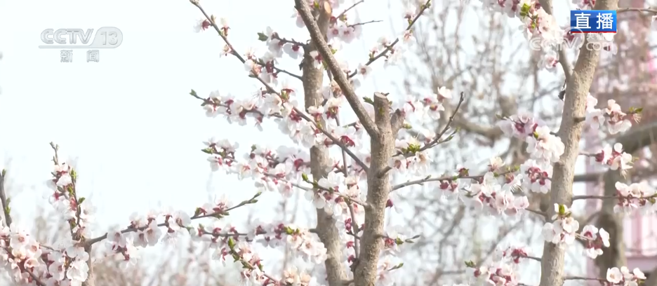 
北医六院黄牛代挂号电话票贩子号贩子网上预约挂号,住院检查加快,从“看花” 到“赏花+” 春日经济以“小而美”文旅业态撬动乡村大发展
