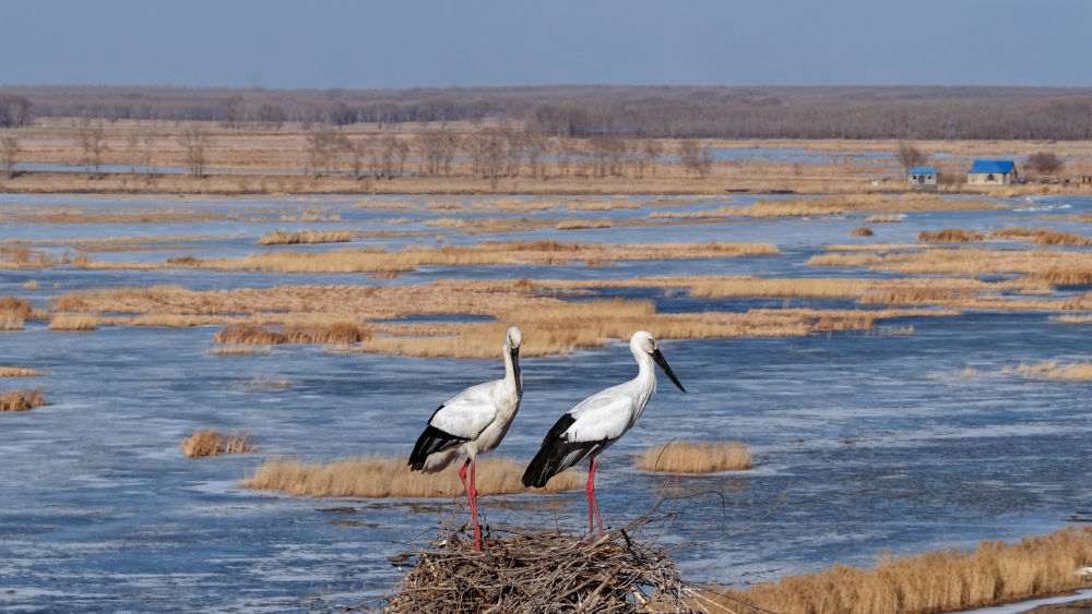 
中山一院黄牛代挂号电话票贩子号贩子网上预约挂号,住院检查加快,春日经济新图景｜鸟啼春晓，“观鸟经济”助燃春日消费